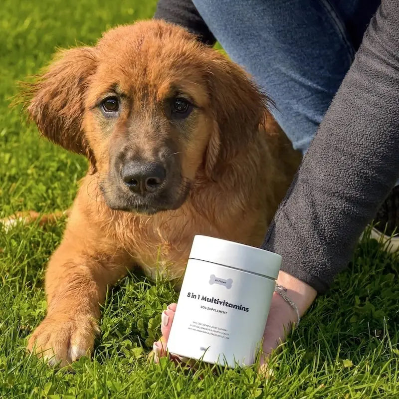 8-in-1 Multivitamins compléments pour chien