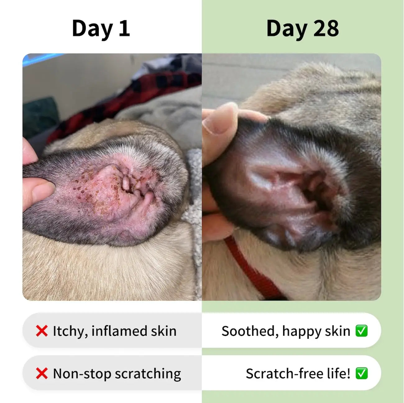 Allergy & Itch compléments pour chien