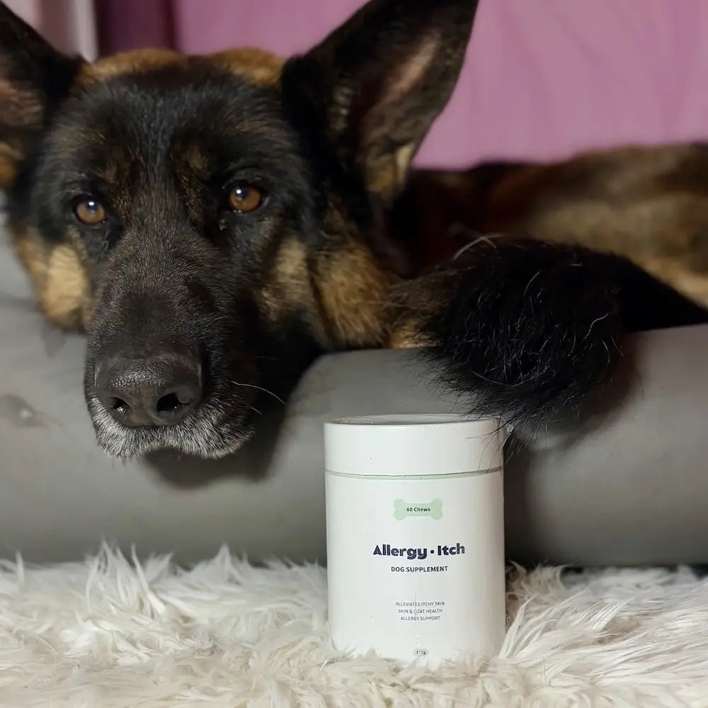 Allergy & Itch compléments pour chien