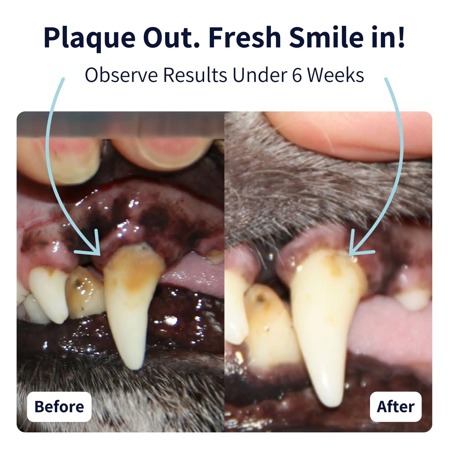 Dental Care Powder for Dogs