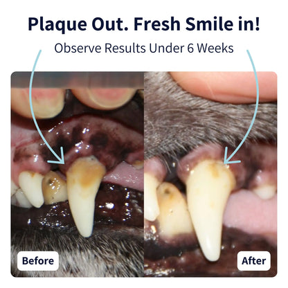 Dental Care Powder for Dogs