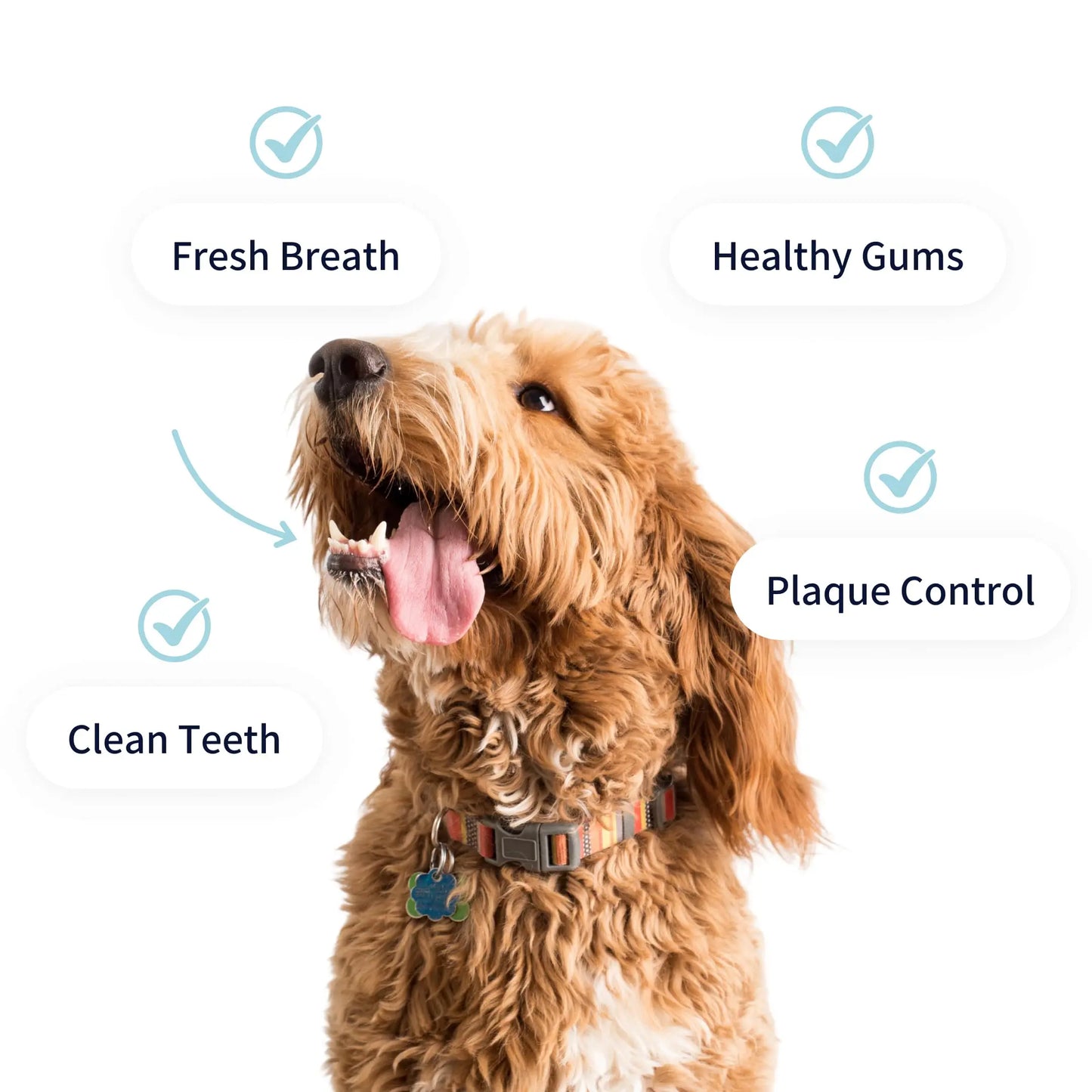Dental Care Powder for Dogs