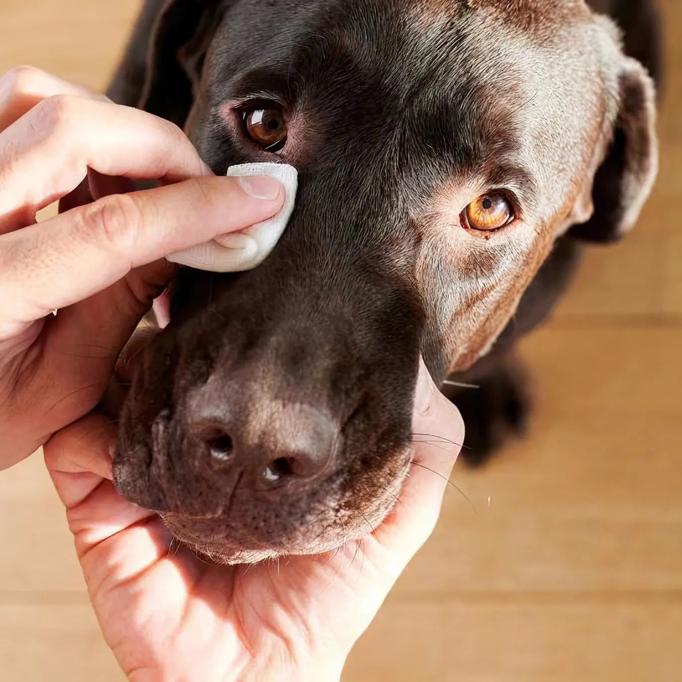 Eye Cleaner & Tear Stain Remover