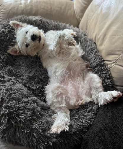 Panier apaisant pour chien